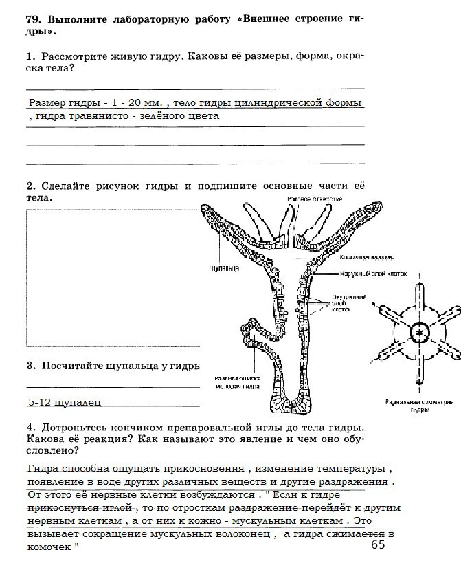 Запрещенный сайт кракен